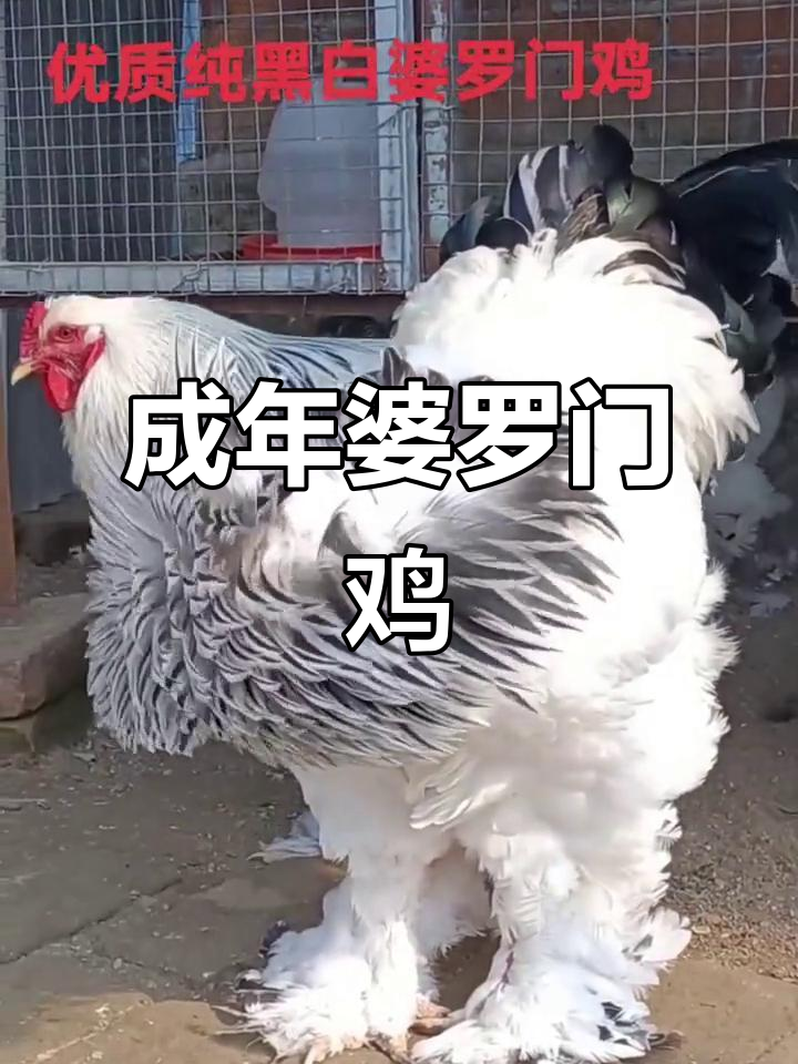 成年婆罗门鸡，黑白花品种，体重可达二十斤