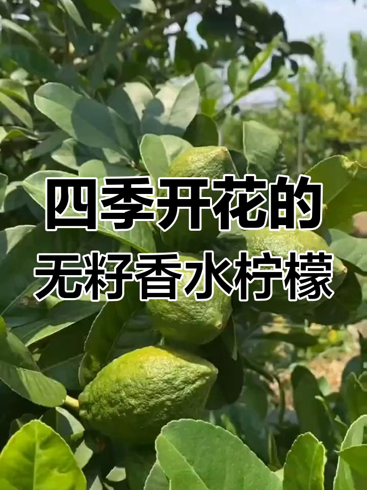 无籽香水柠檬,南北皆宜种植,四季常绿开花结果