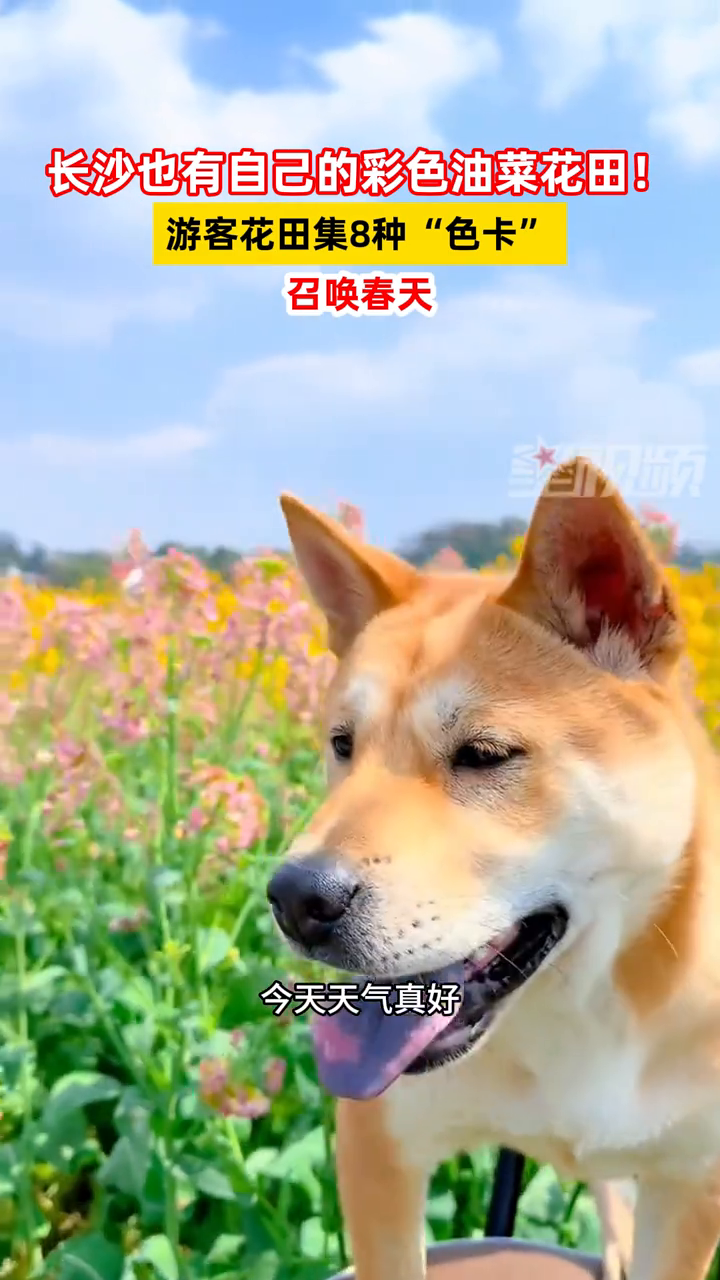 长沙也有自己的彩色油菜花田!游客花田集8种“色卡”:召唤春天