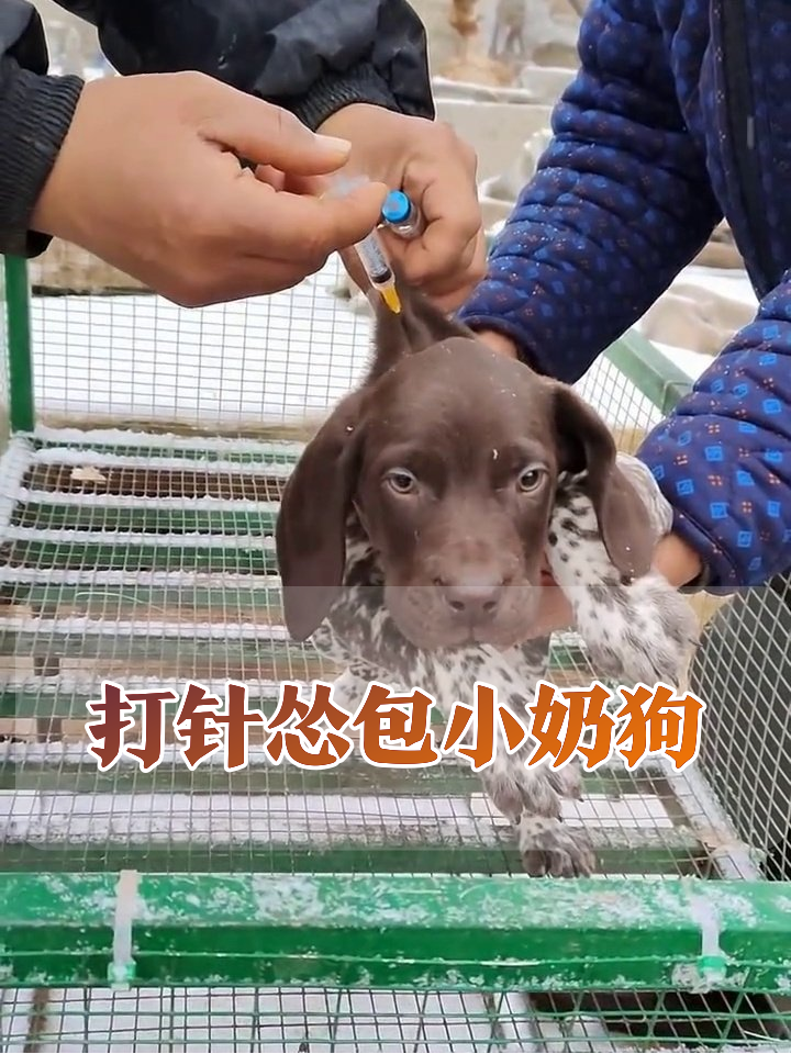 小奶狗打针现场：委屈表情萌化了，打完秒变怂包躲笼子