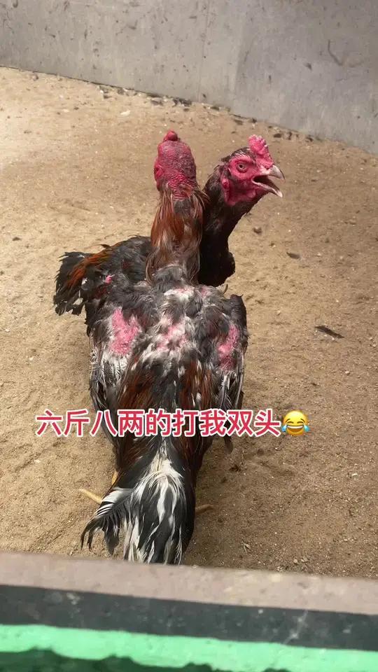 六斤八两的打我双头 原创视频农村散养土鸡我的日常生活万物皆有灵性公鸡中的战斗机