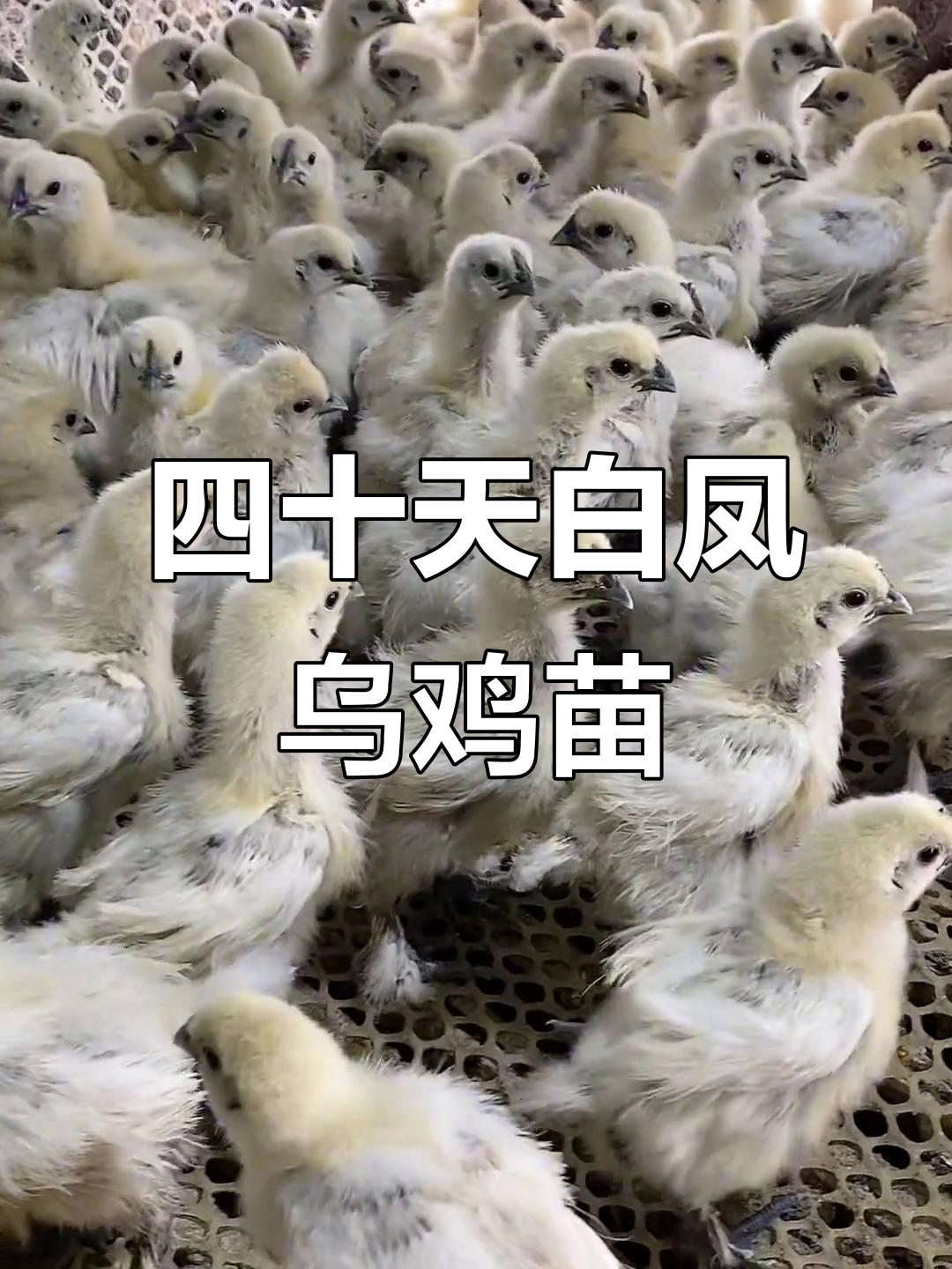 脱温乌鸡苗,四十天白凤公母搭配养殖技巧