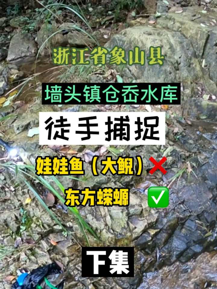 溪流中徒手捕捉娃娃鱼(东方蝾螈)最后放生