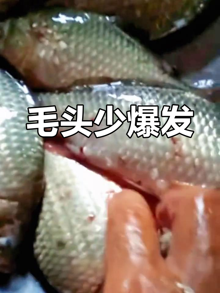 毛头鳋爆发,鲤鱼草鱼身上小红点成片