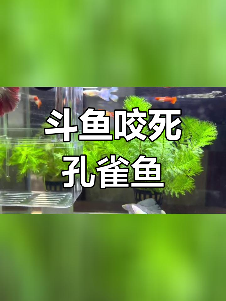 斗鱼与孔雀鱼的悲剧性混养