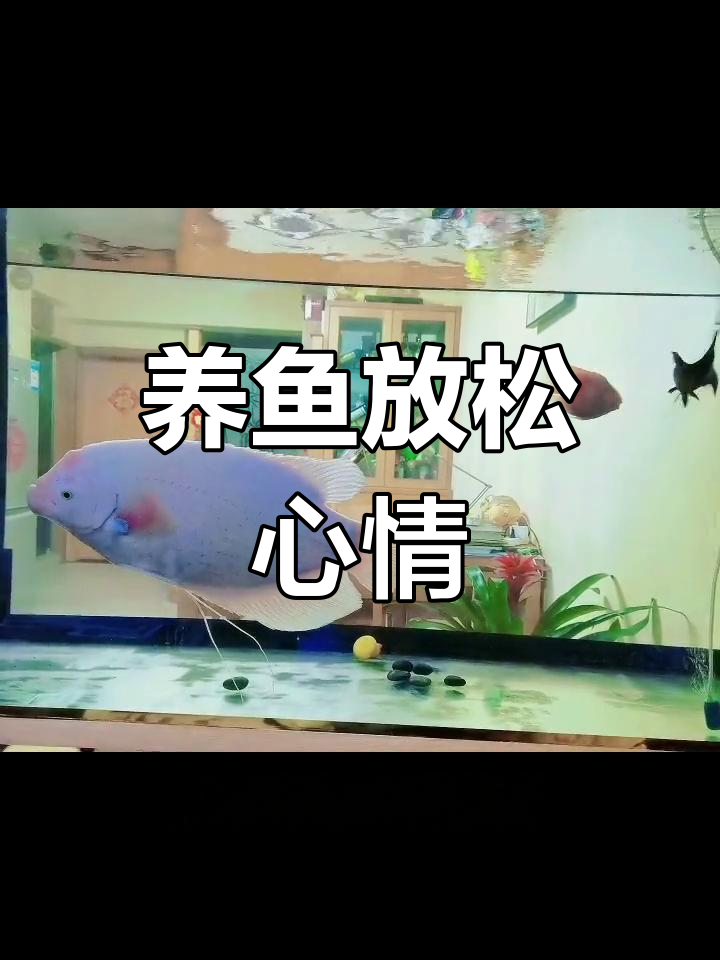 鱼儿水中游,养鱼也能修心