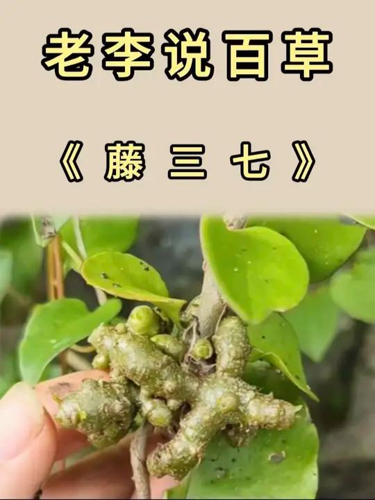 这种土疙瘩你见过吗?它叫藤三七!它的嫩茎叶摘下来炒菜,口感爽滑像木耳菜,清炒、凉拌都入味;
