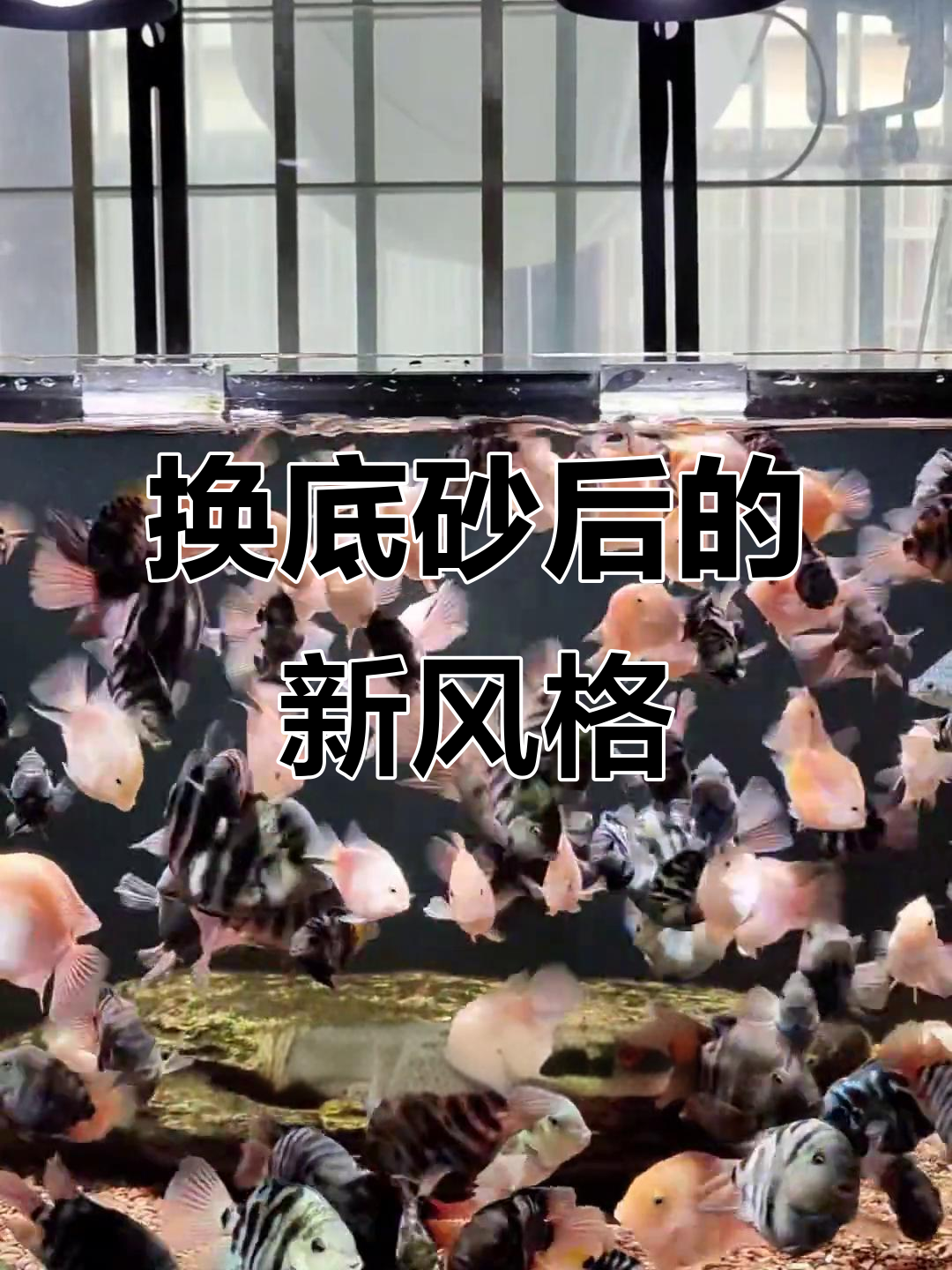 换了底砂后鱼缸大变样，迷你鹦鹉们的新家园！