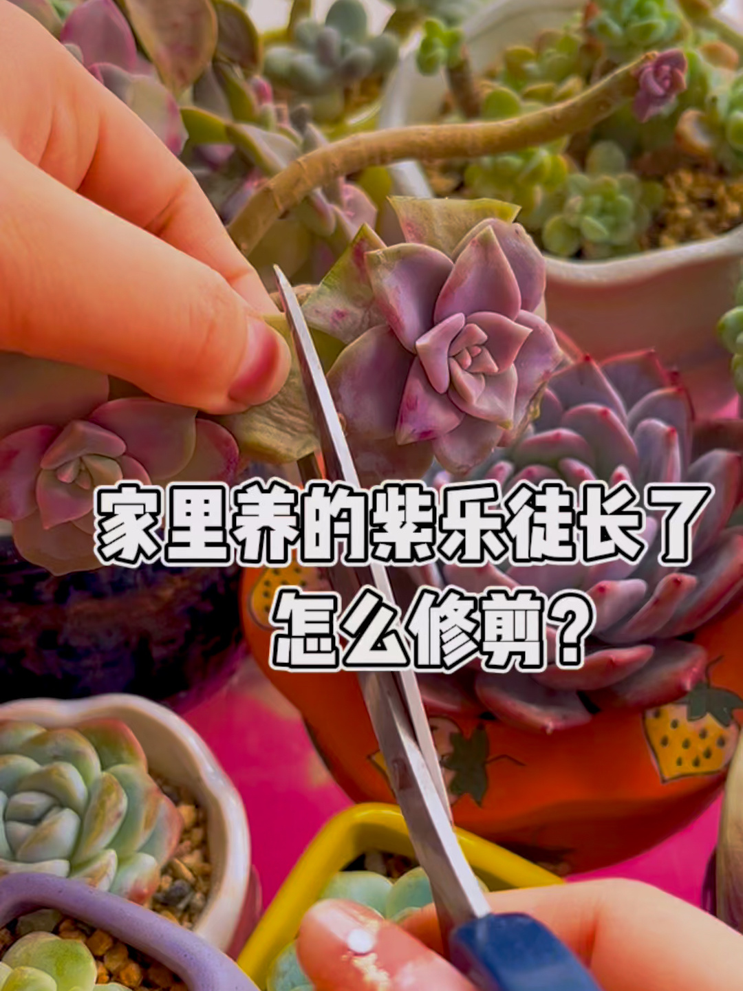 家里的紫乐多肉徒长以后怎么修剪