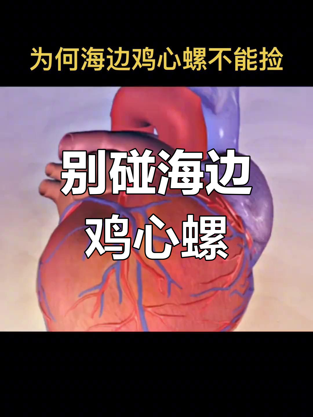 海滩上的致命鸡心螺