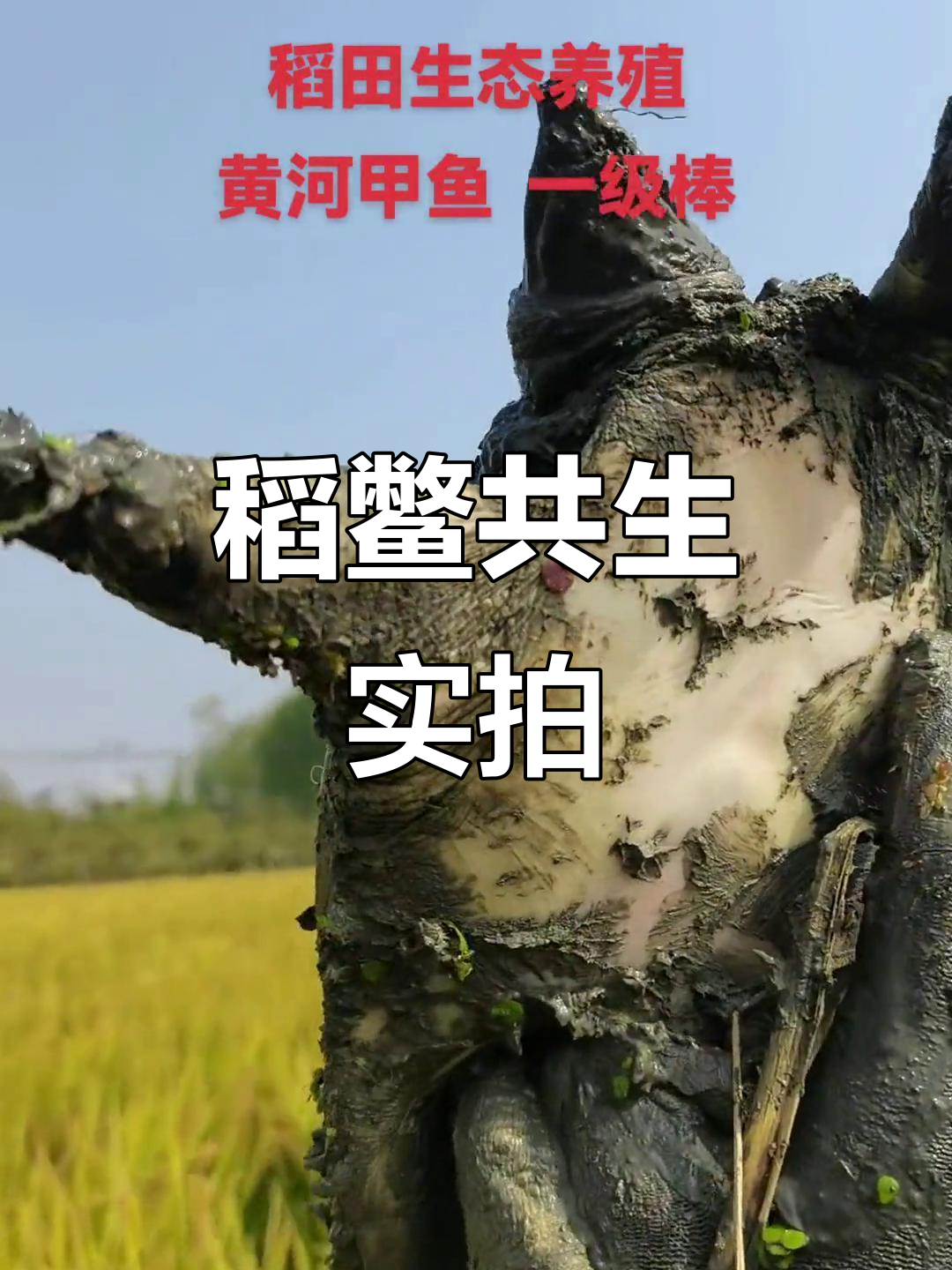 稻田甲鱼养殖揭秘，带你现场逮捕！