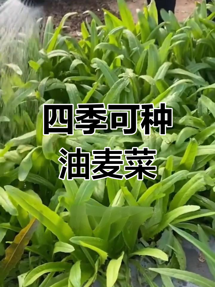 油麦菜种子,阳台种植轻松搞定