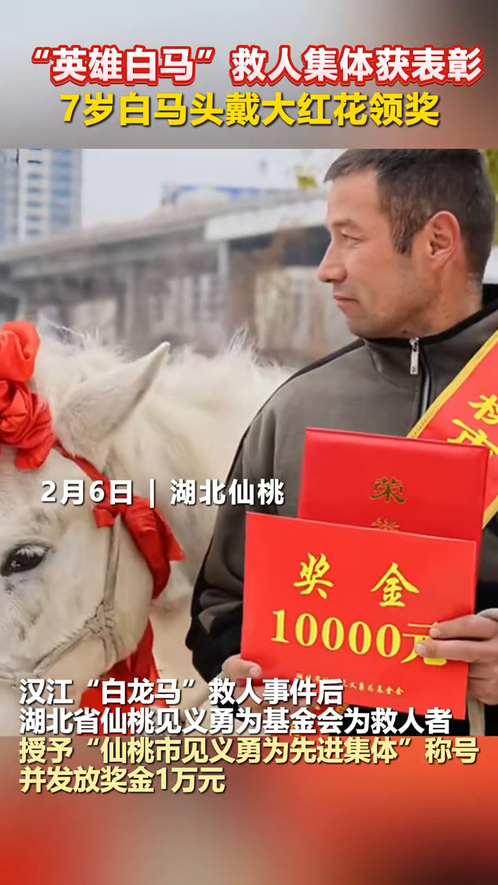 “英雄白马”救人集体获表彰,7岁白马头戴大红花领奖