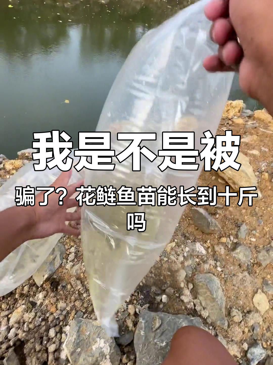 花鲢鱼苗真假难辨,放进去才发现不对劲