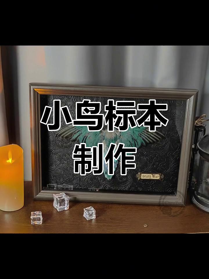 鸟类标本制作过程揭秘