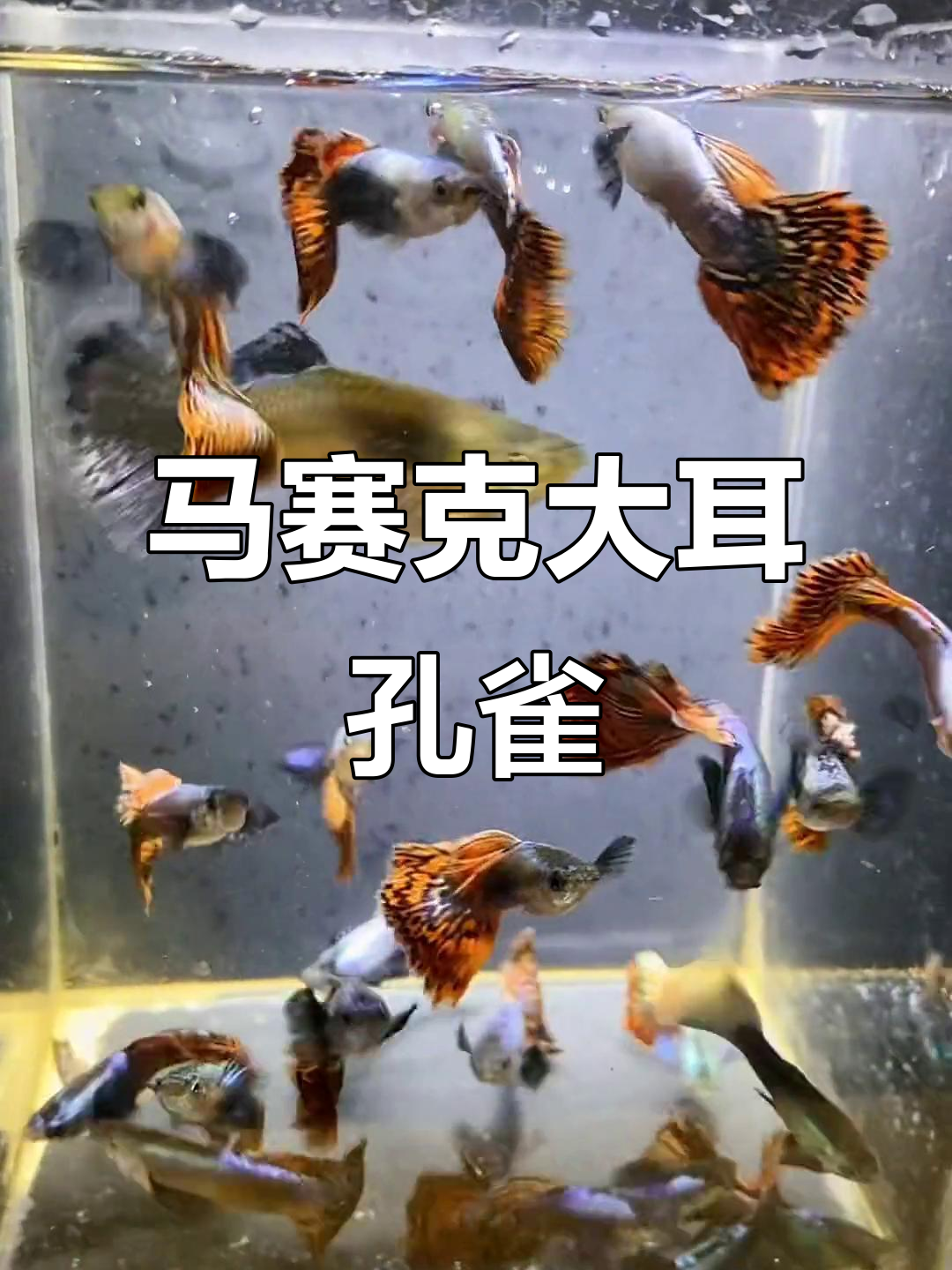 泰系马赛克大耳朵孔雀鱼,三万元值不值?