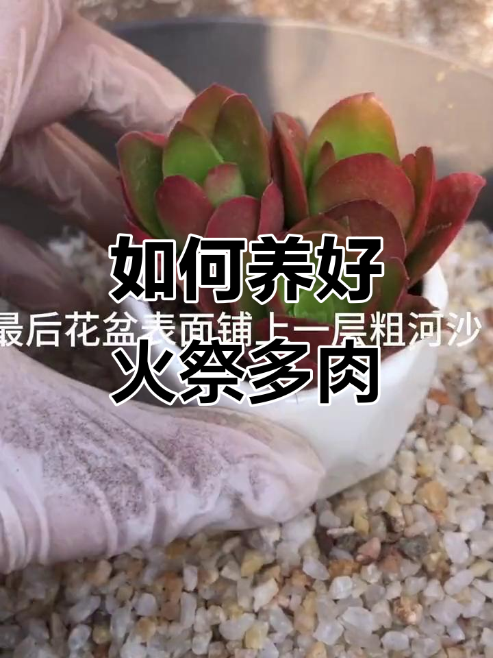 火祭多肉养护全攻略:从根到叶的完美转变