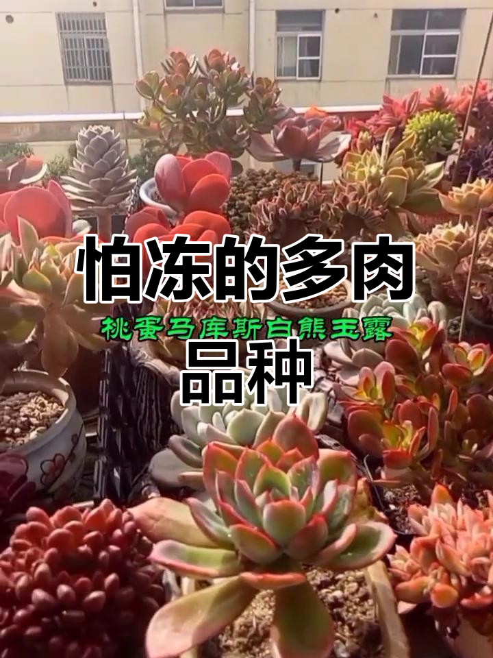 这些多肉品种最怕冷,冬季养护要注意!