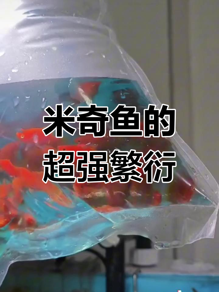 米奇鱼繁殖力惊人,月产一窝幼崽,简直像小猪一样能生!