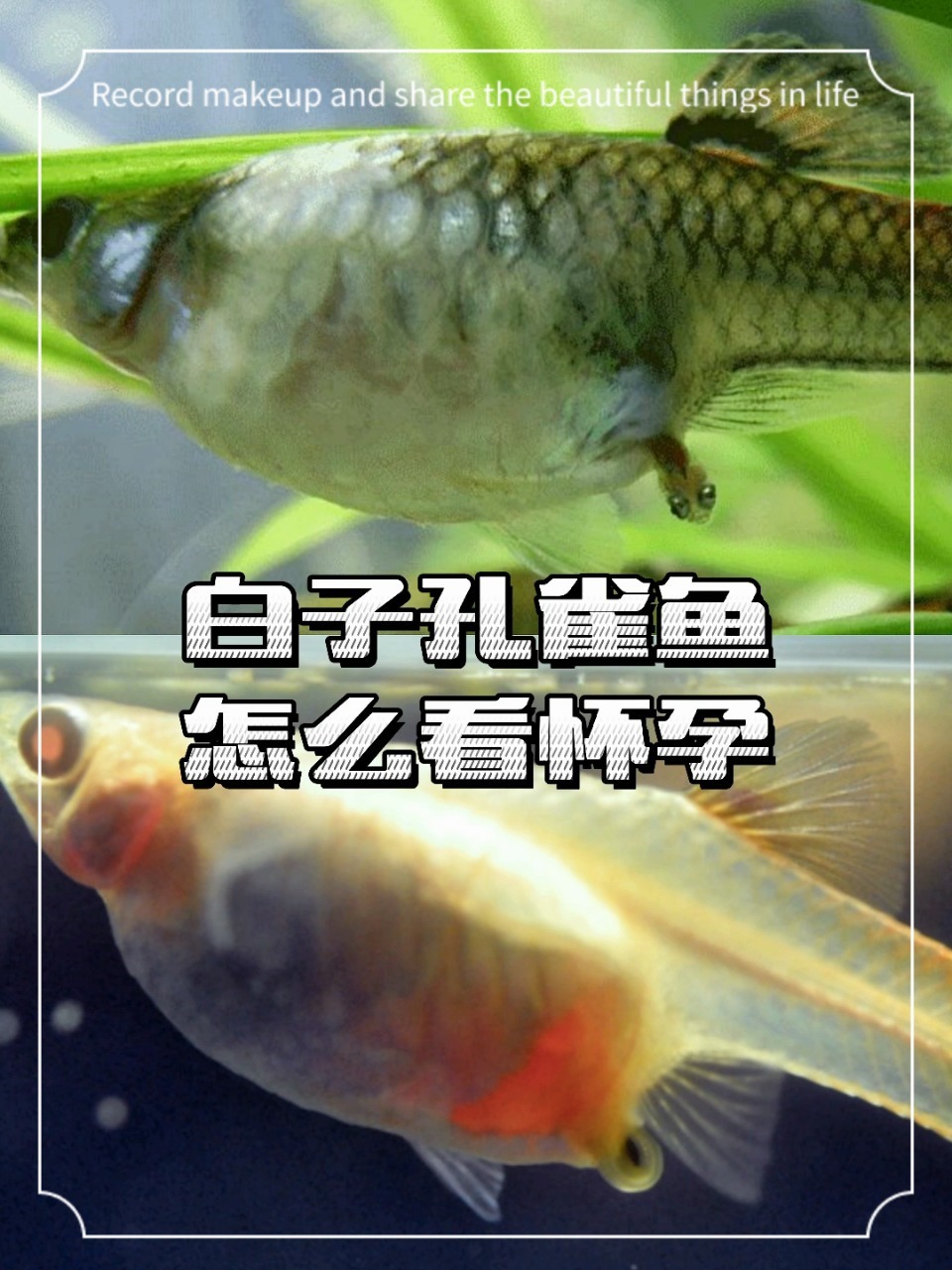 白子的胎斑怎么看～孔雀鱼那些事