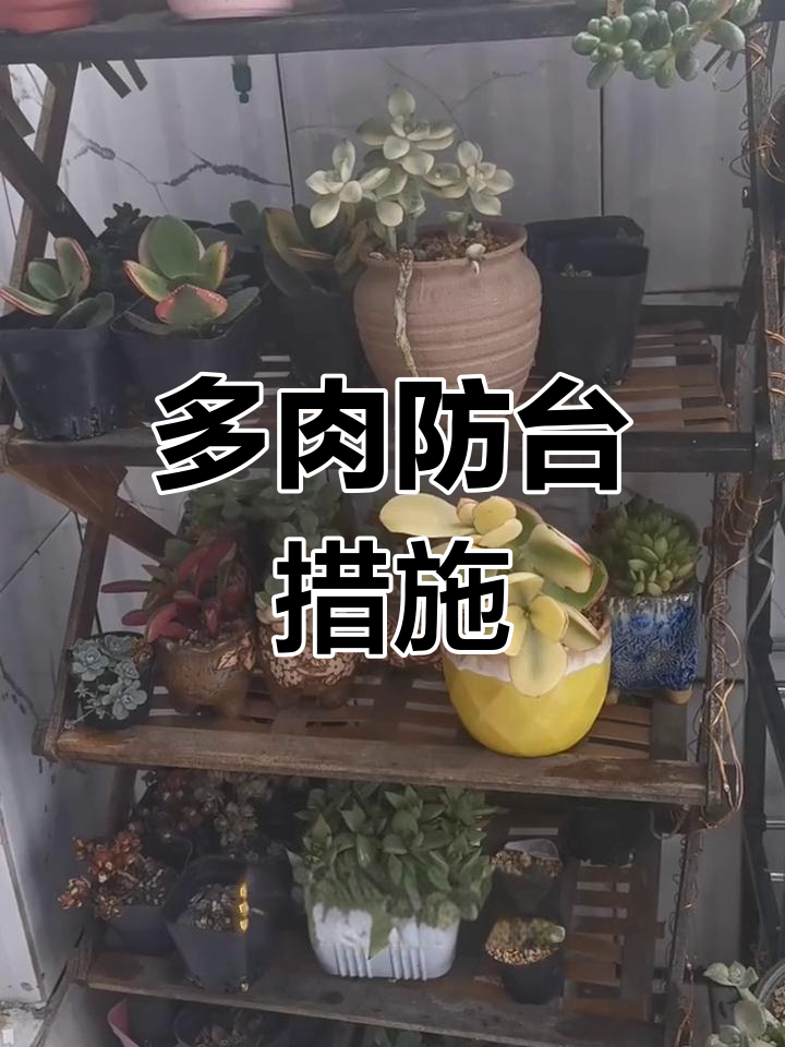 浙江沿海台风来临,多肉植物如何应对?