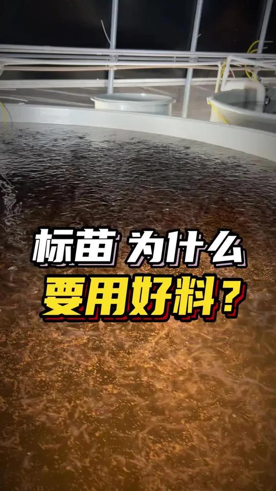 加州鲈鱼标苗为什么要用好料?普通料不是一样能标出苗来嘛