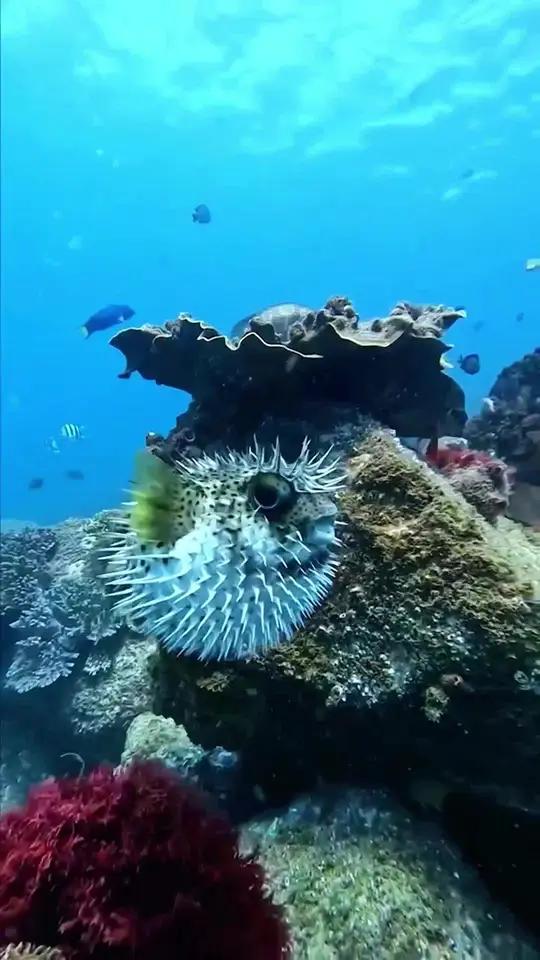 带你去看海底那些丑萌的鱼类 一起看看海底世界 海底世界真奇妙 奇妙的海洋生物