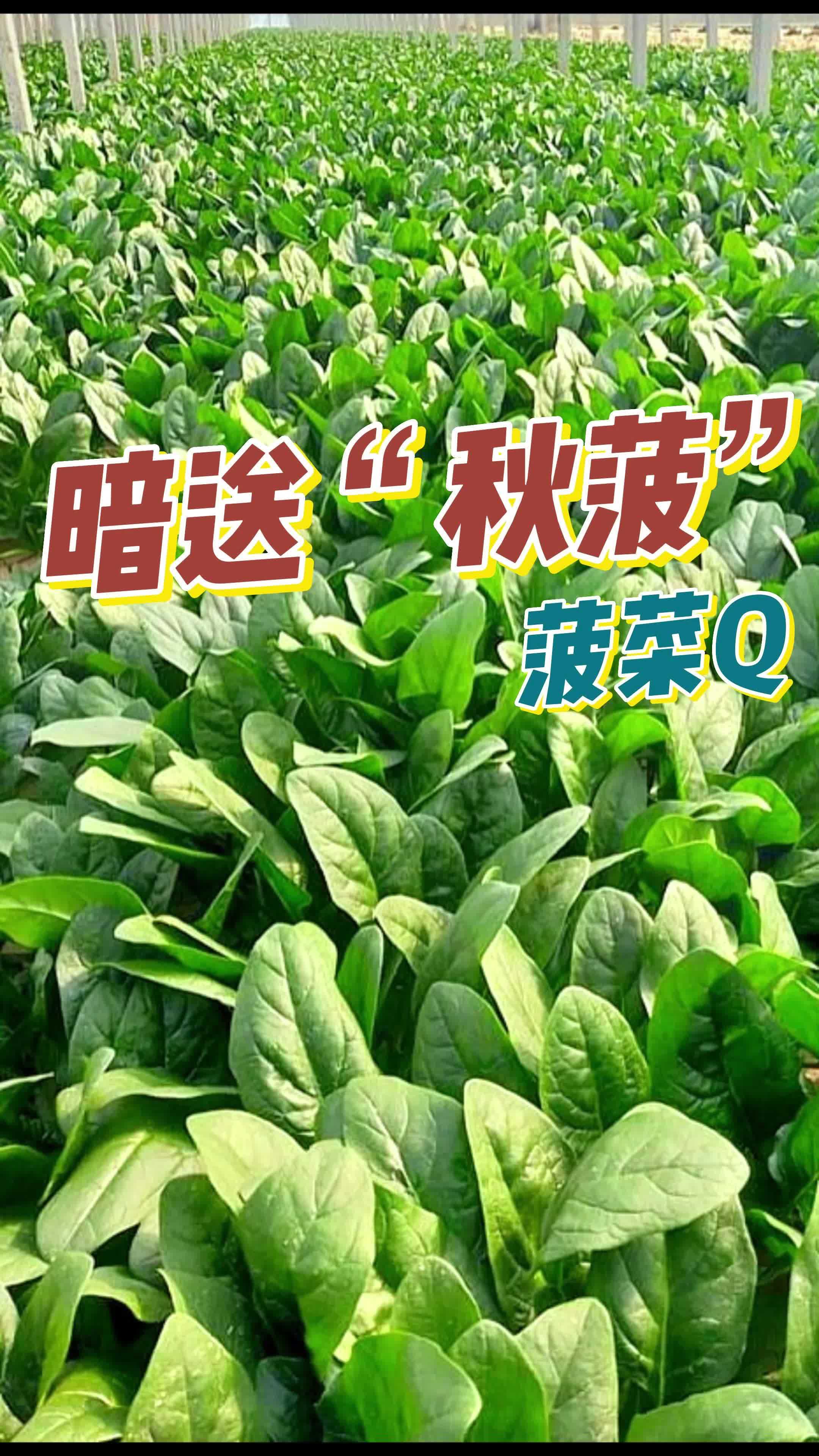 想要冬天也有吃不完的 菠菜,那就跟着我这样做 蔬菜种植技巧 家庭种菜 爱种菜