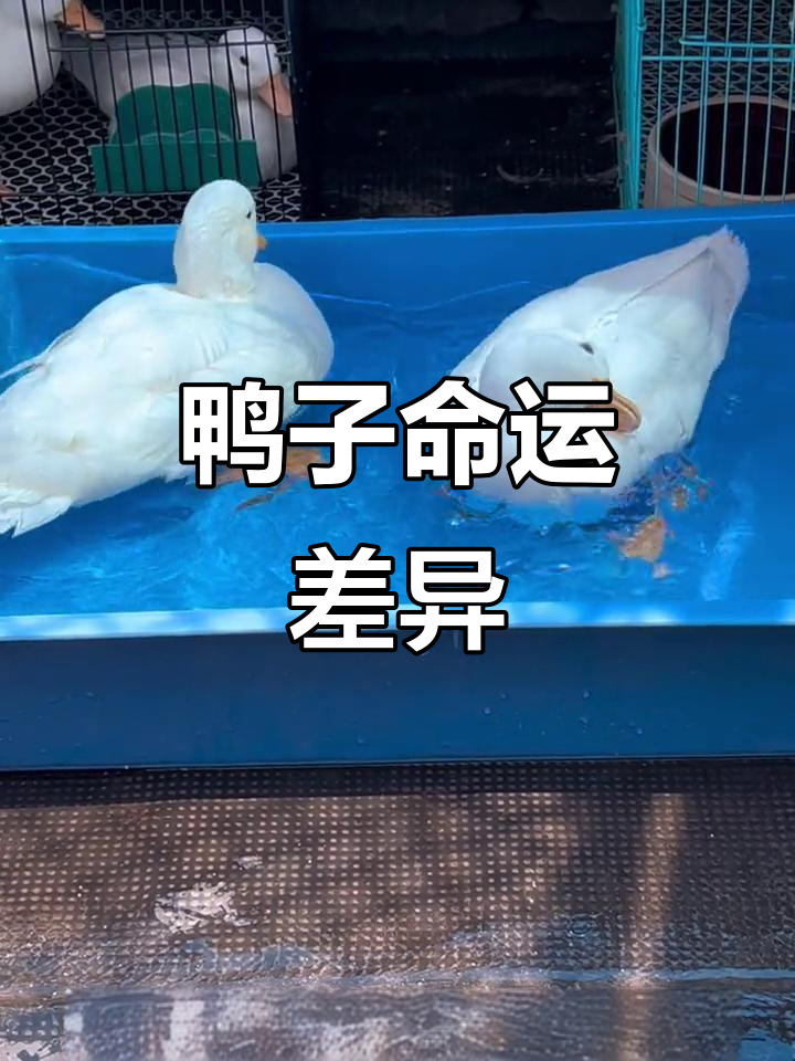 柯尔鸭与普通鸭子,成长后的命运大不同