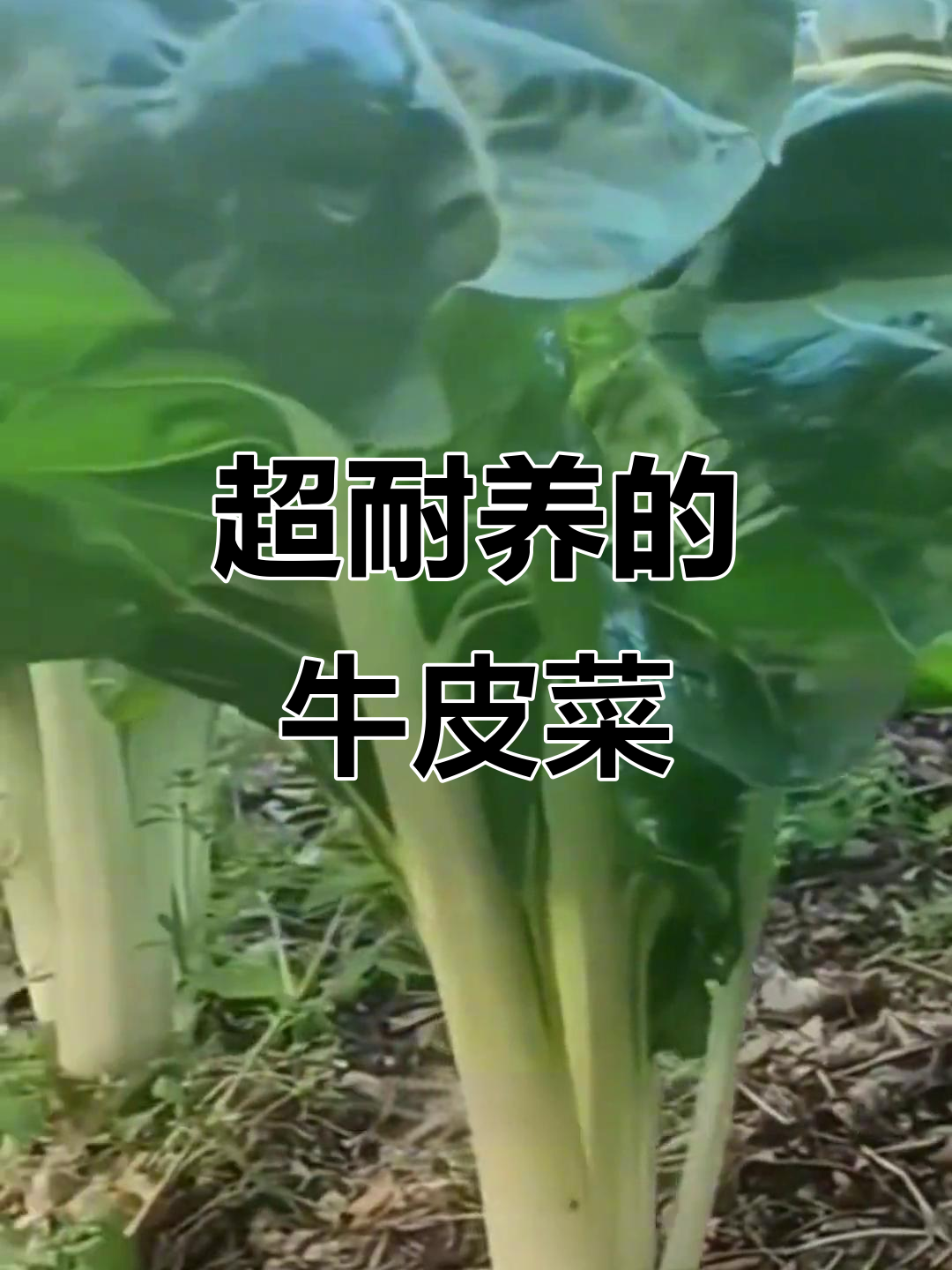 南方常见北方少见的牛皮菜,生命力超强口感细腻