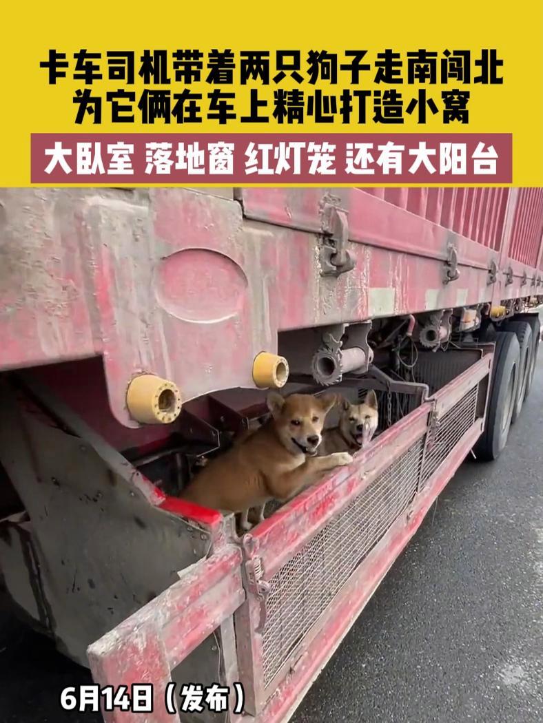 6月14日(发布),卡车司机带着两只狗子走南闯北,为它俩在车上精心打造小窝,大卧室 落地窗