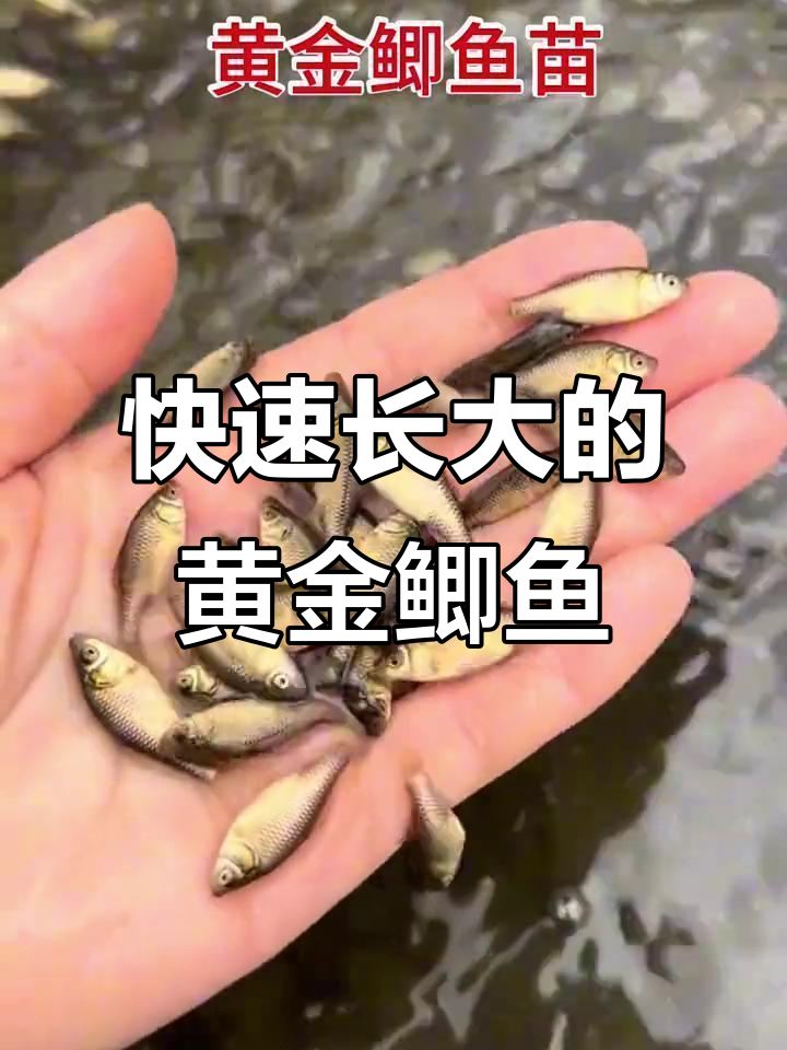 黄金鲫鱼苗:生长快、抗病强,肉质鲜美无刺