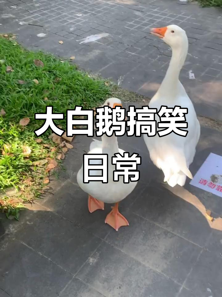 广州美术大学里的“大白鹅”闹腾,太搞笑了!