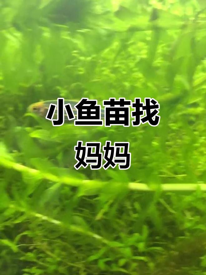 鱼缸里的小生命,到底是哪种鱼的崽?