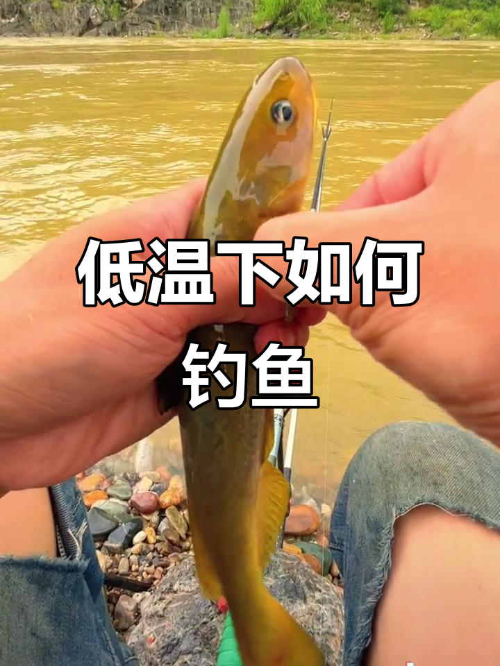 降温了!今天用闷竿钓法挑战虫虫鱼,看看能不能搞到它