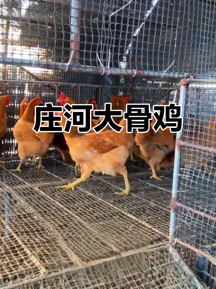 庄河大骨鸡：美味特产，鲜美无比