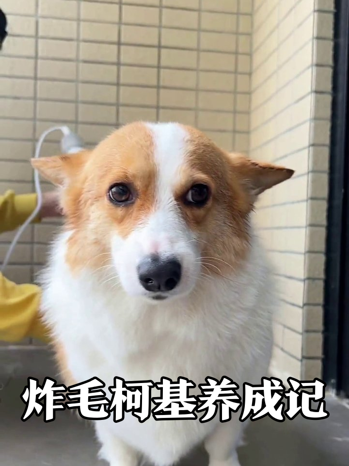 柯基洗澡全程乖巧!从湿面包到炸毛小可爱,吹干后秒变表情包
