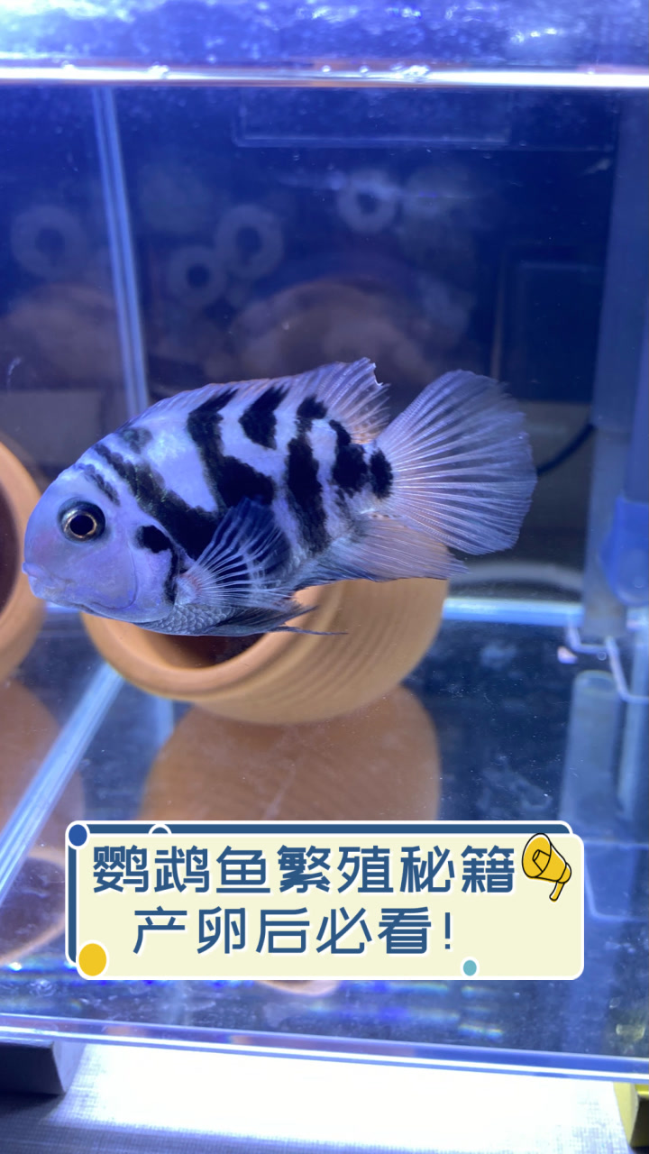 鹦鹉鱼繁殖秘籍，产卵后必看！