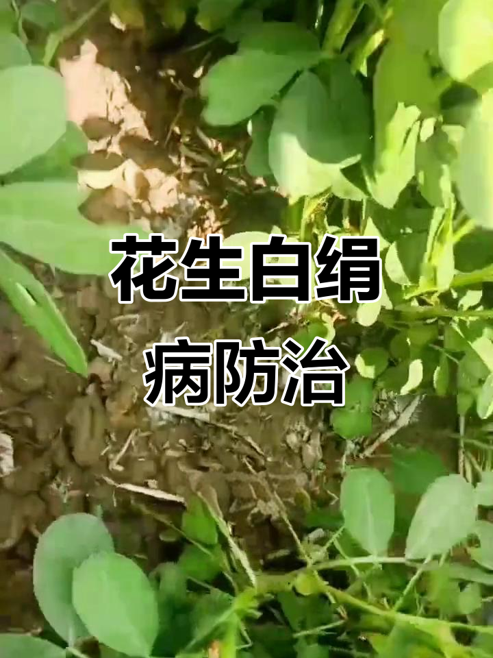 花生白绢病防治技巧,高温高湿下如何应对