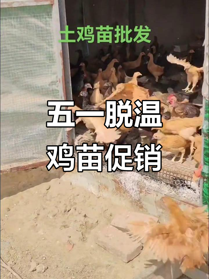 土鸡苗品质保障,五一限时优惠