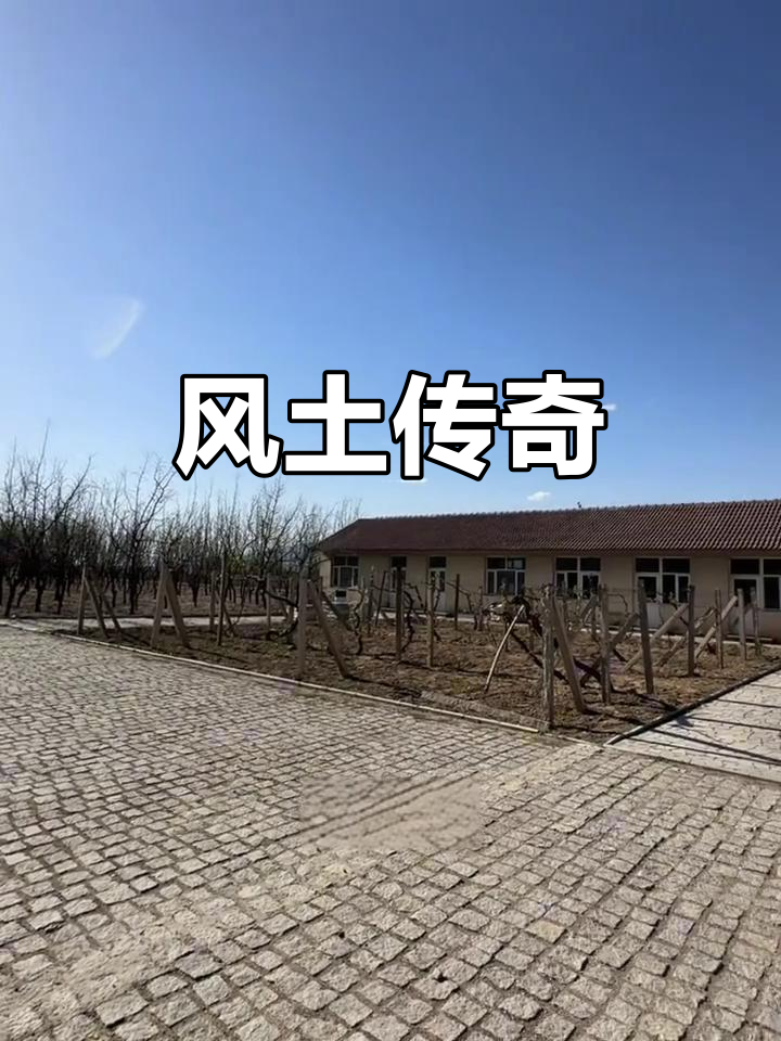 匈牙利与怀来山水交融,干白葡萄酒尽显非凡风味!