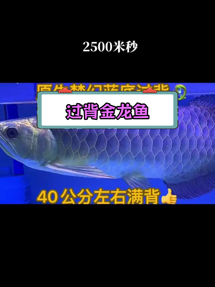 梦幻蓝底过背金龙,40公分,爬背6排
