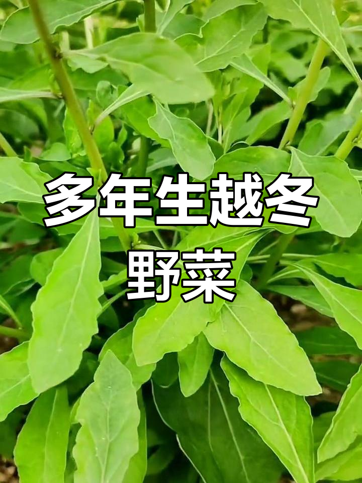 十种耐寒野菜品种推荐