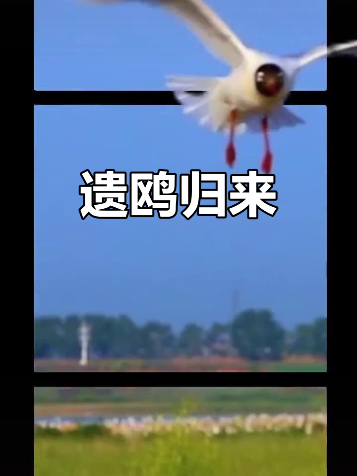 春天来临,遗鸥重现,珍稀鸟类回归自然