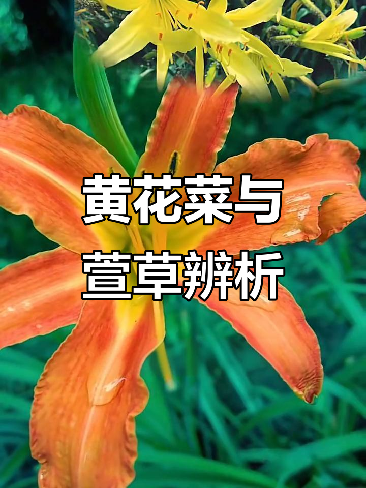 黄花菜和萱草的区别，吃错了可能中毒！