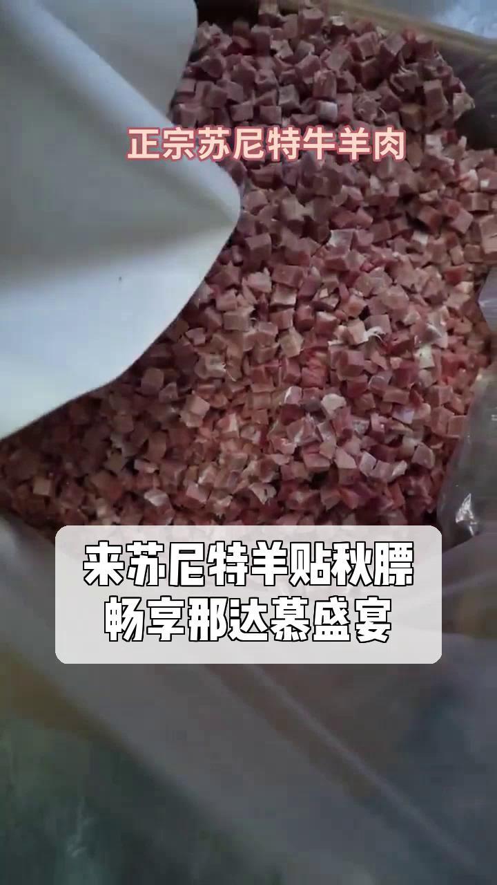 来苏尼特羊贴秋膘,畅享那达慕盛宴