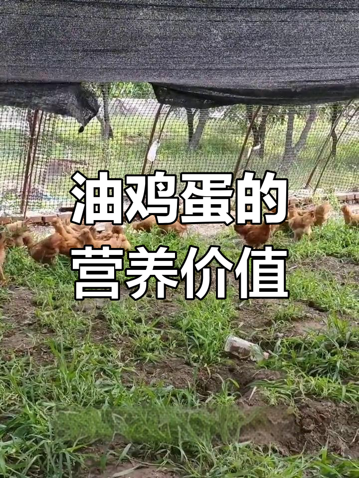 北京油鸡的特点与养殖成本
