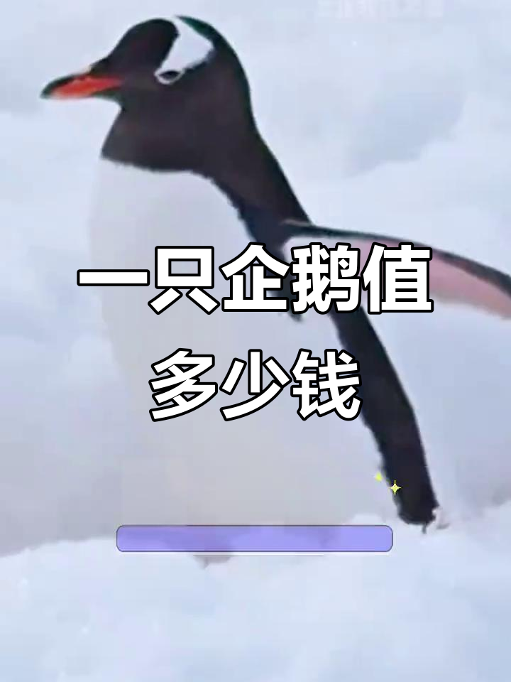 企鹅价格揭秘:巴布亚企鹅为何如此昂贵?