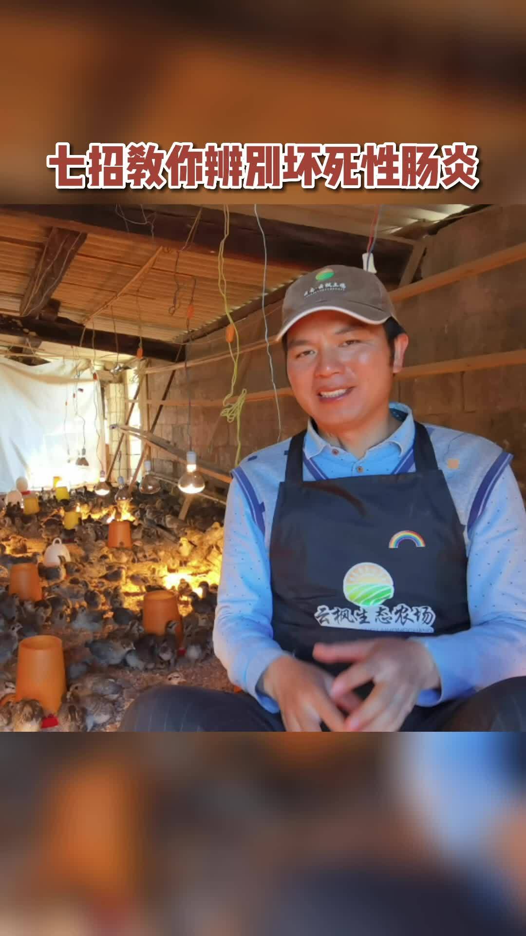 养殖 养鸡 三农 益生菌 鸡鸭鹅养殖 七点教你辨别坏死性肠炎