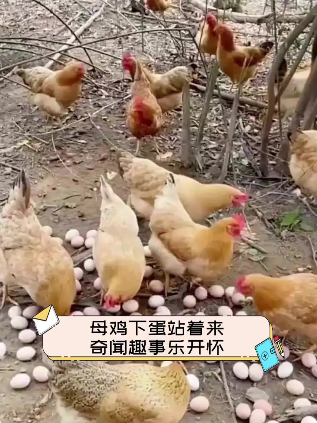 母鸡下蛋站着来,奇闻趣事乐开怀